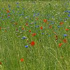 Sommer-Blumenwiese