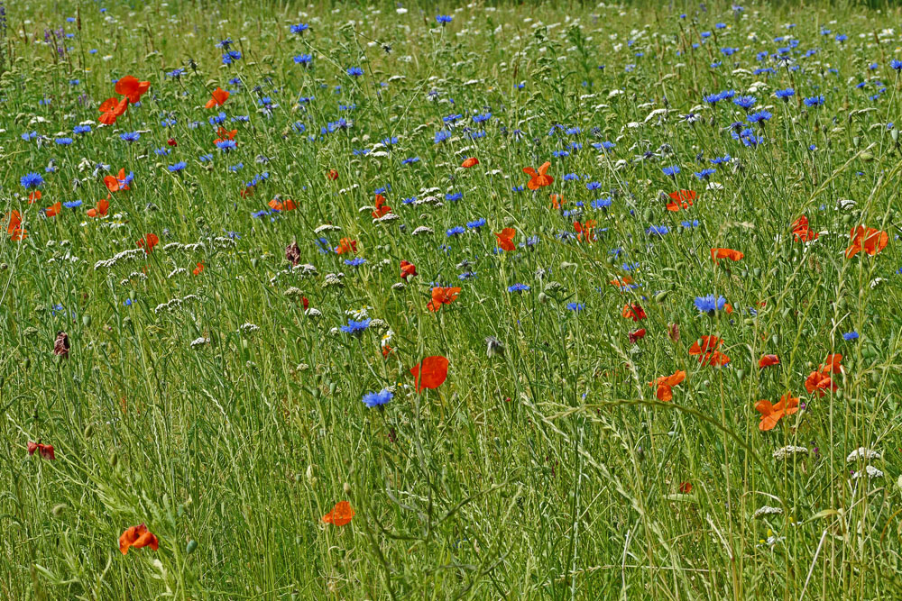 Sommer-Blumenwiese