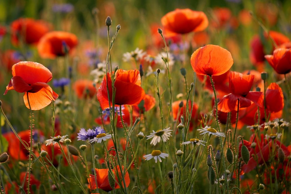 SOMMER - Blumenwiese