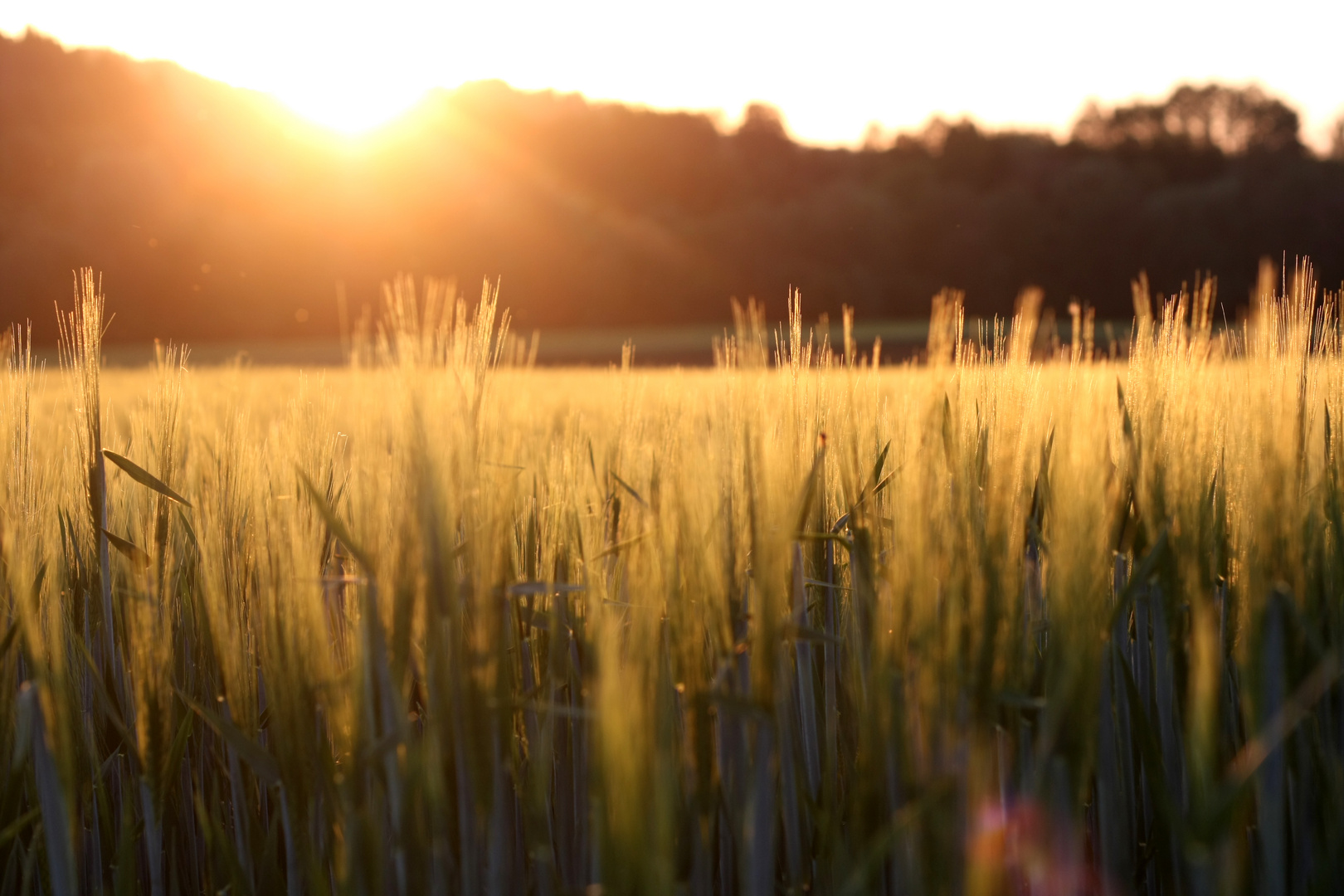 sommer brise.