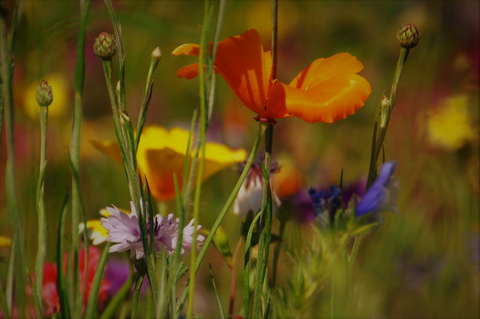 Sommer - Buntes für die Seele