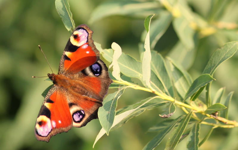 sommer