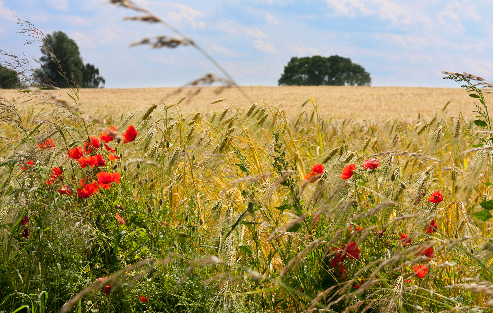 Sommer