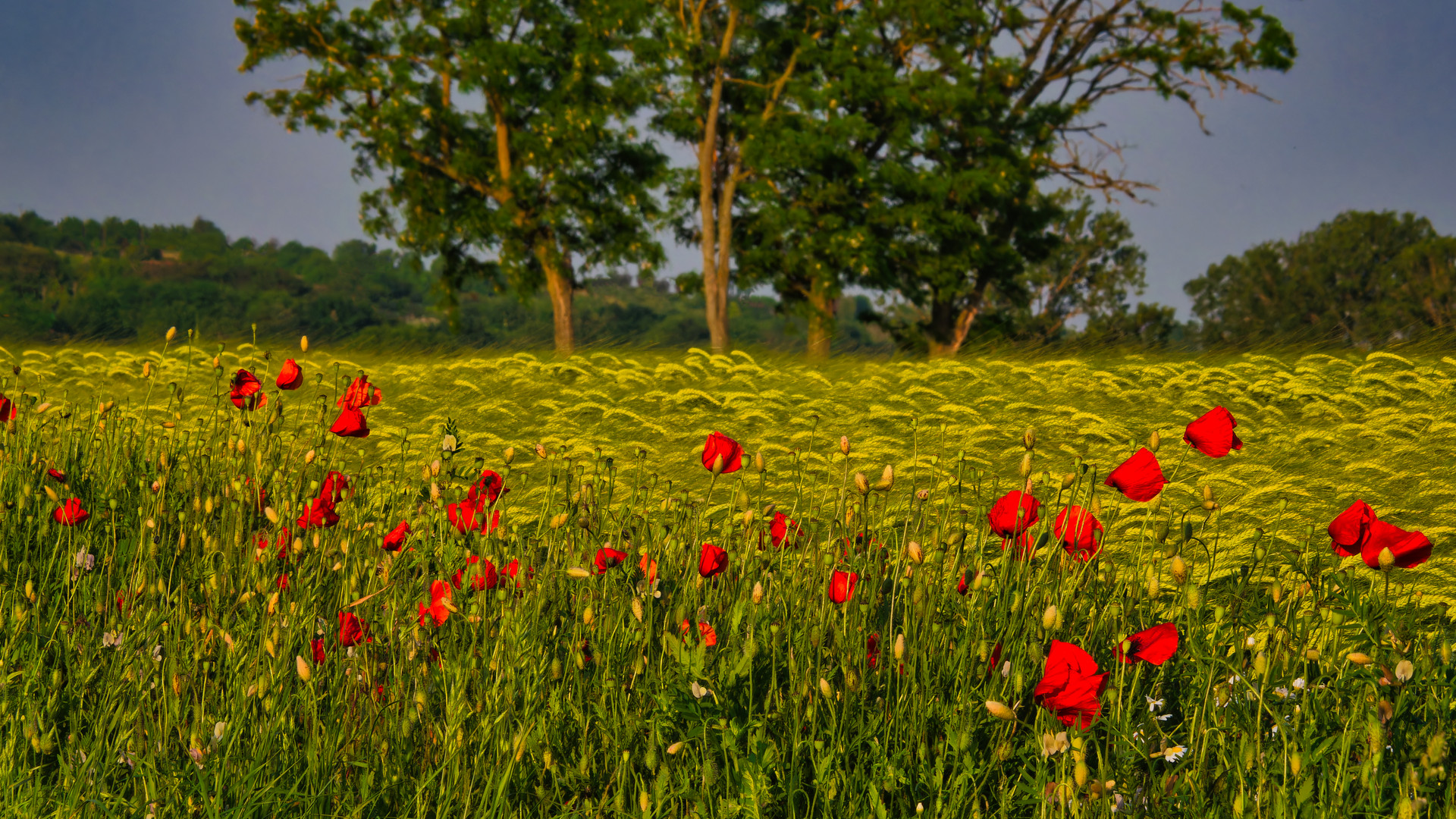 Sommer