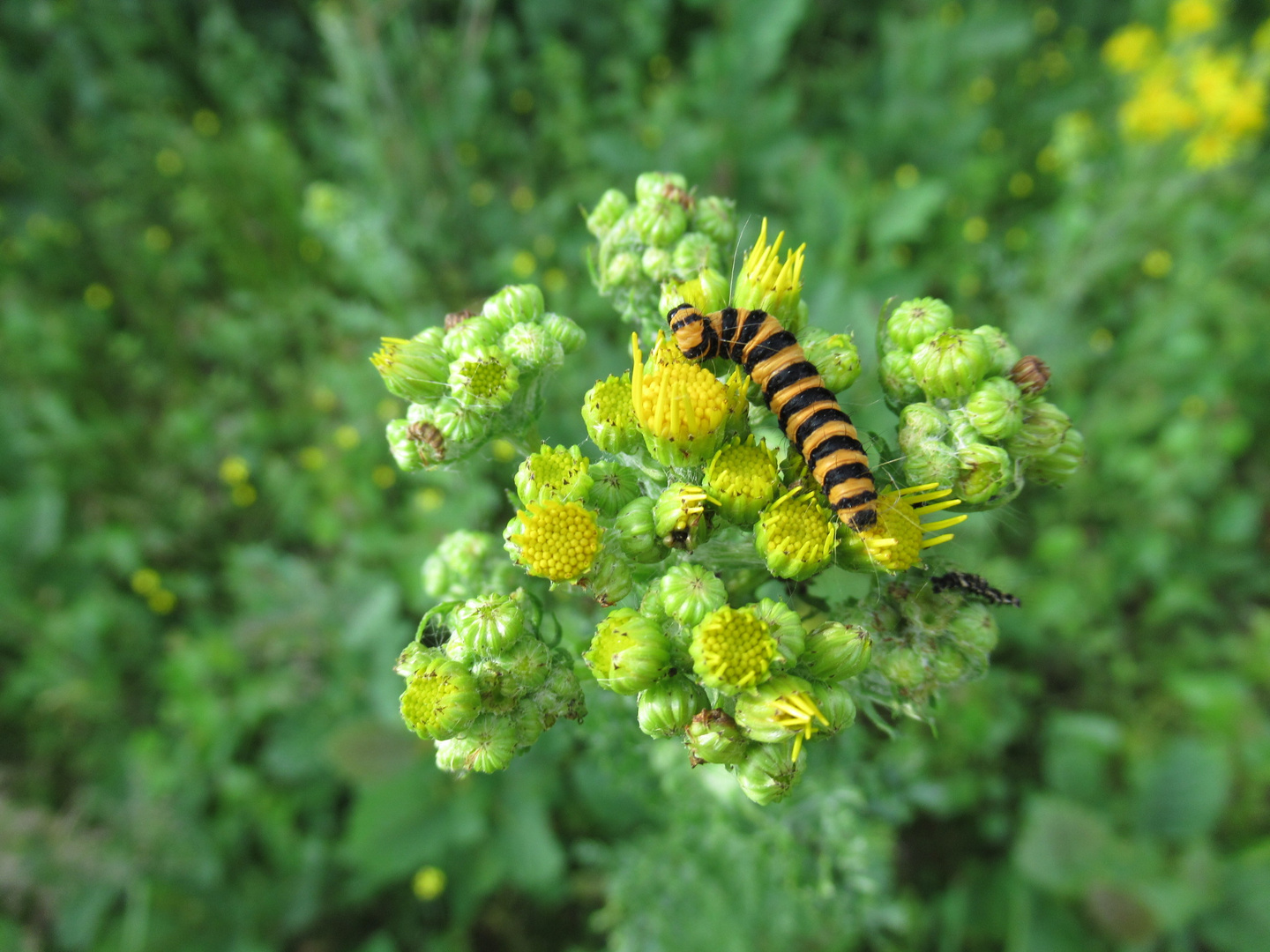 Sommer