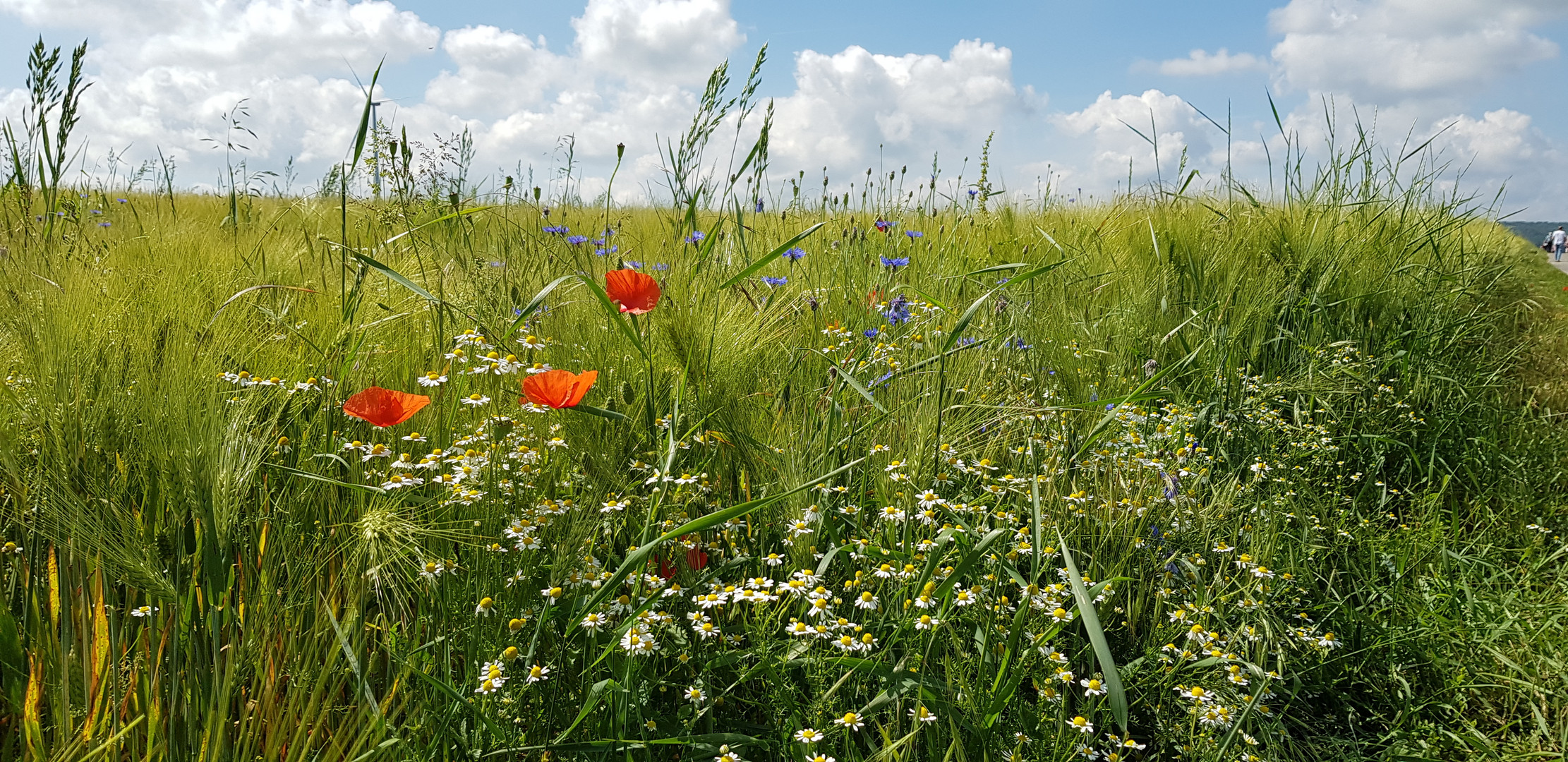 Sommer