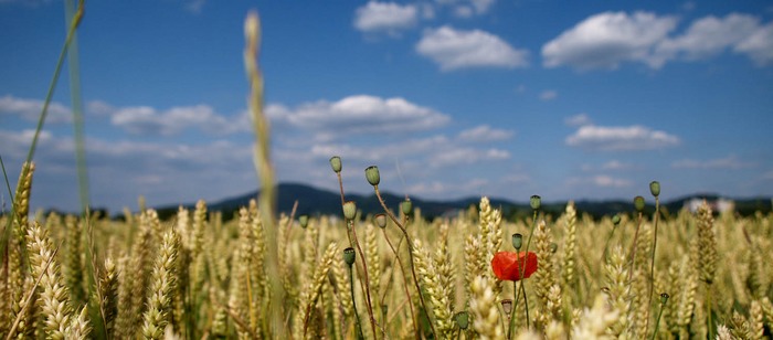 Sommer