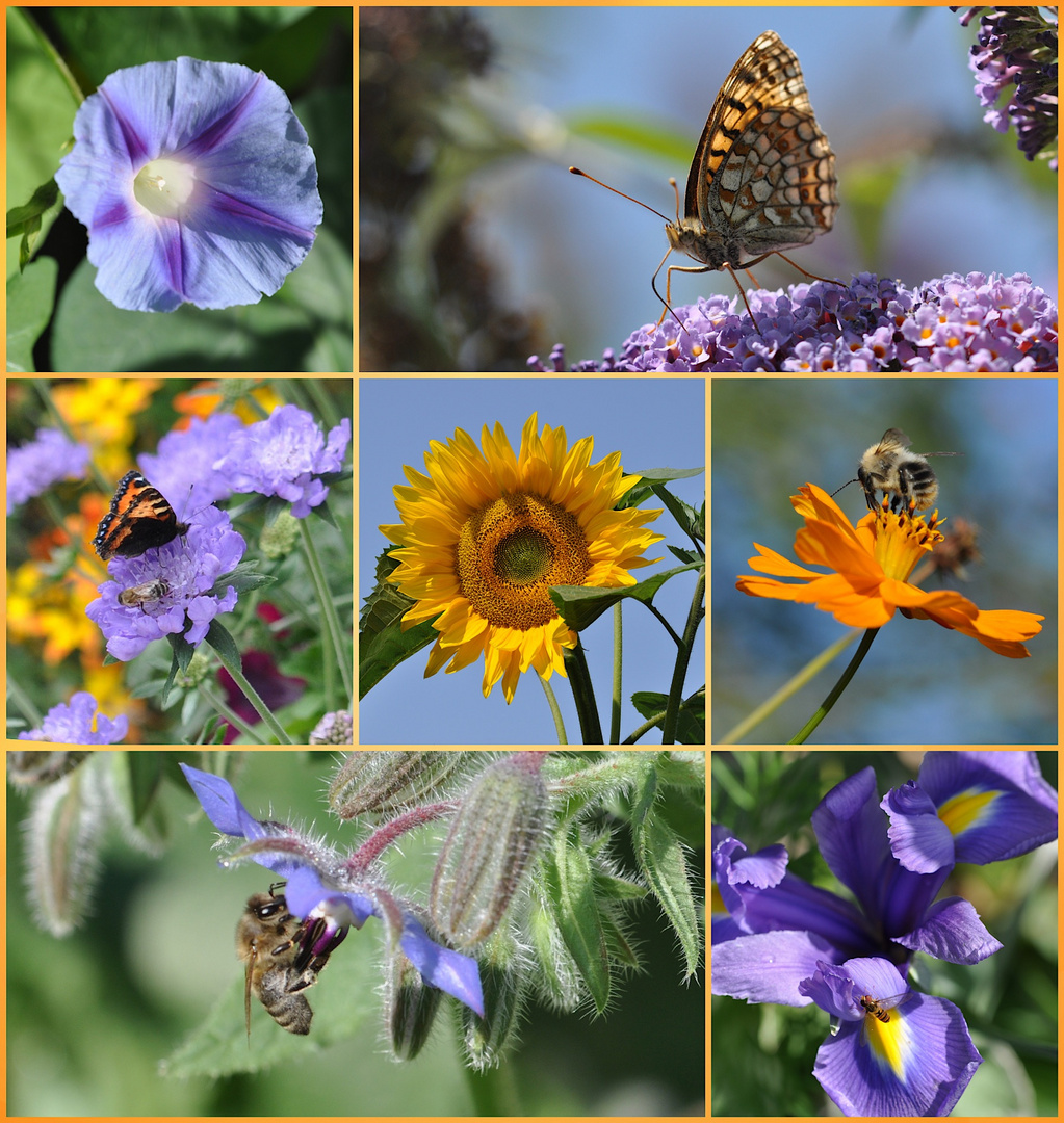 Sommer Collage 