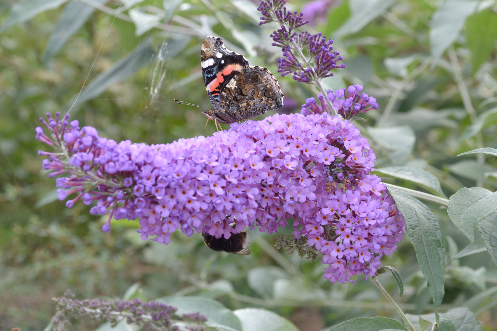 Sommer