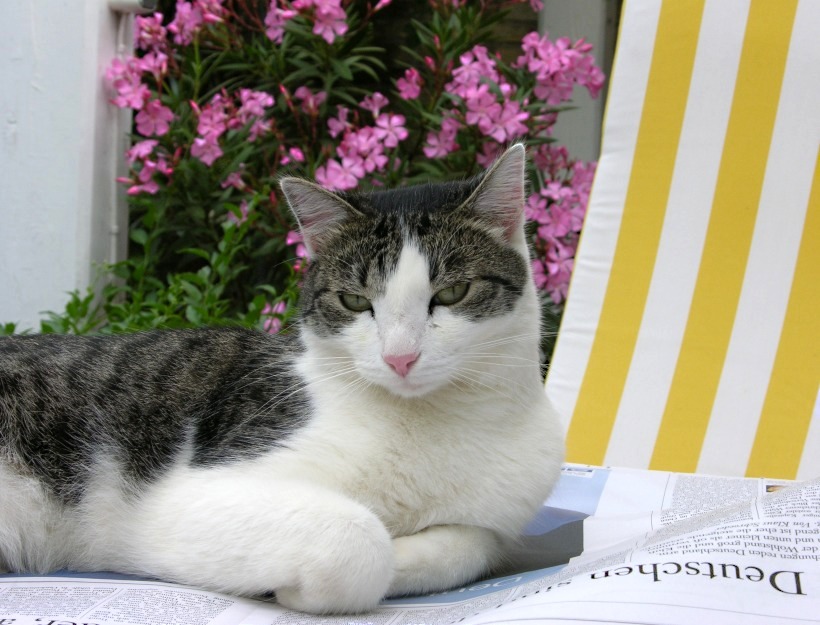 Sommer Foto & Bild tiere, haustiere, katzen Bilder auf