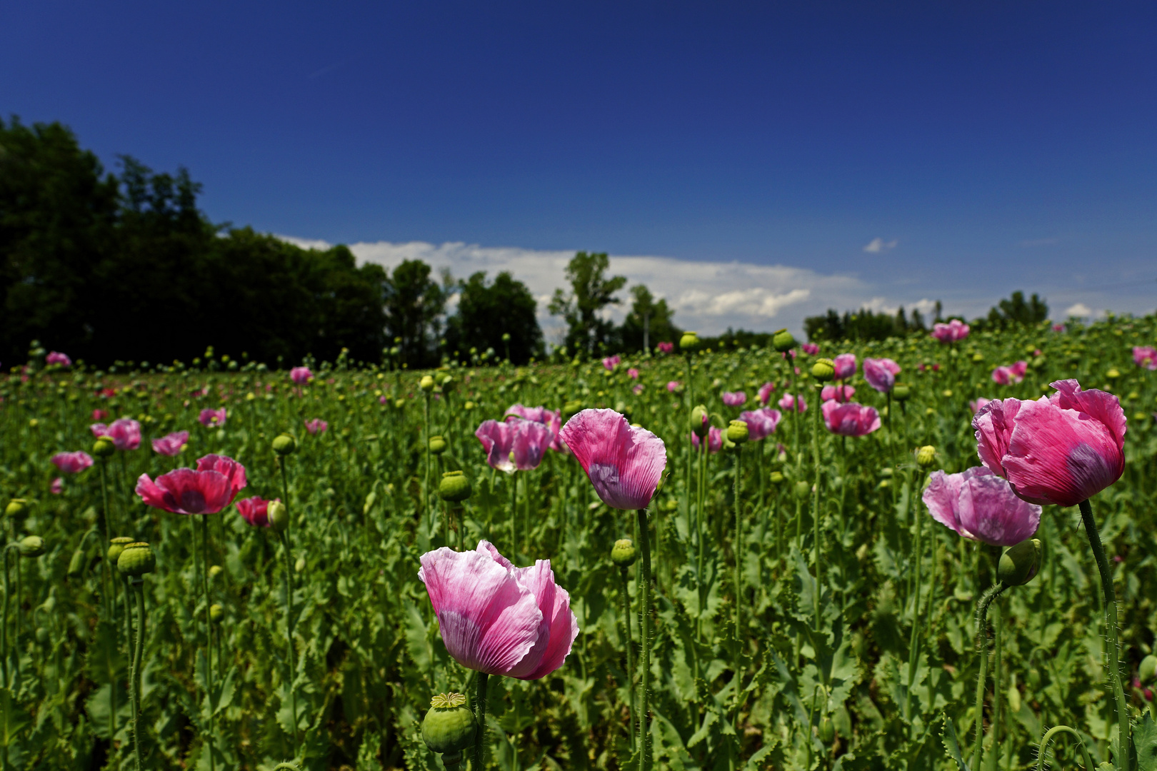 Sommer - Das Mohnfeld