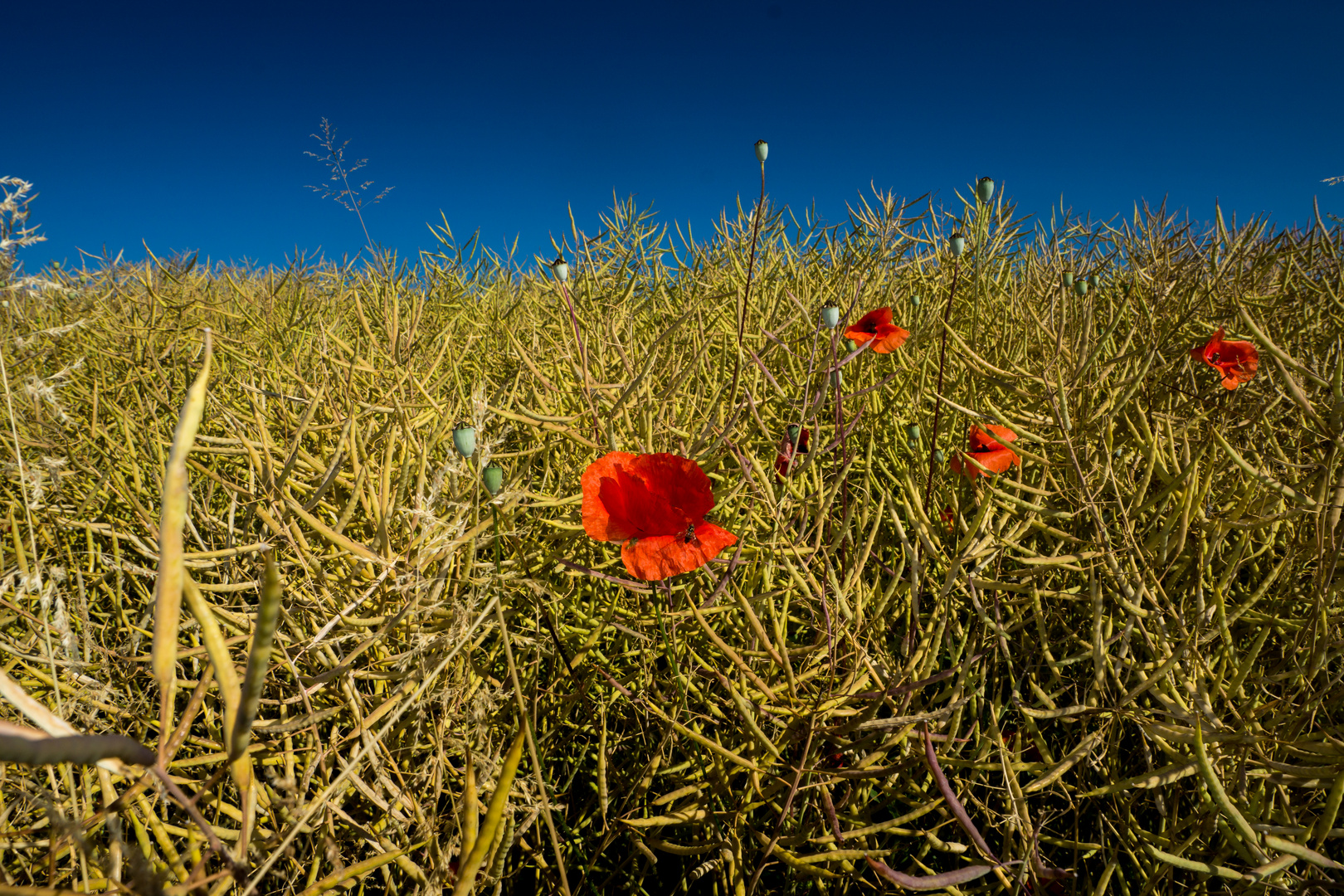 Sommer - Das Rapsfeld