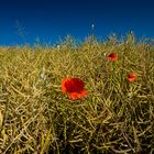 Sommer - Das Rapsfeld