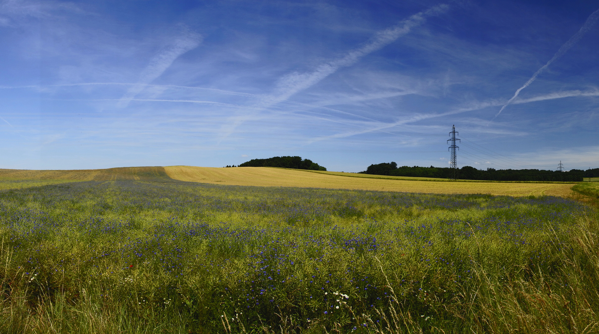 Sommer - Das Weizenfeld und die Kornblumen