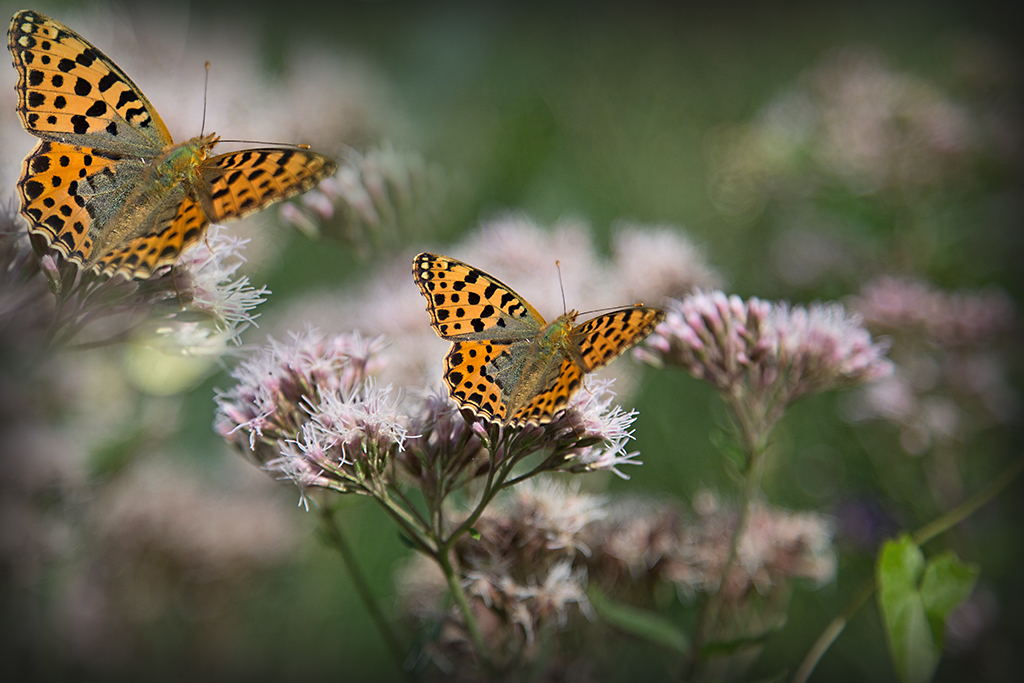 Sommer, der ist nun vorbei