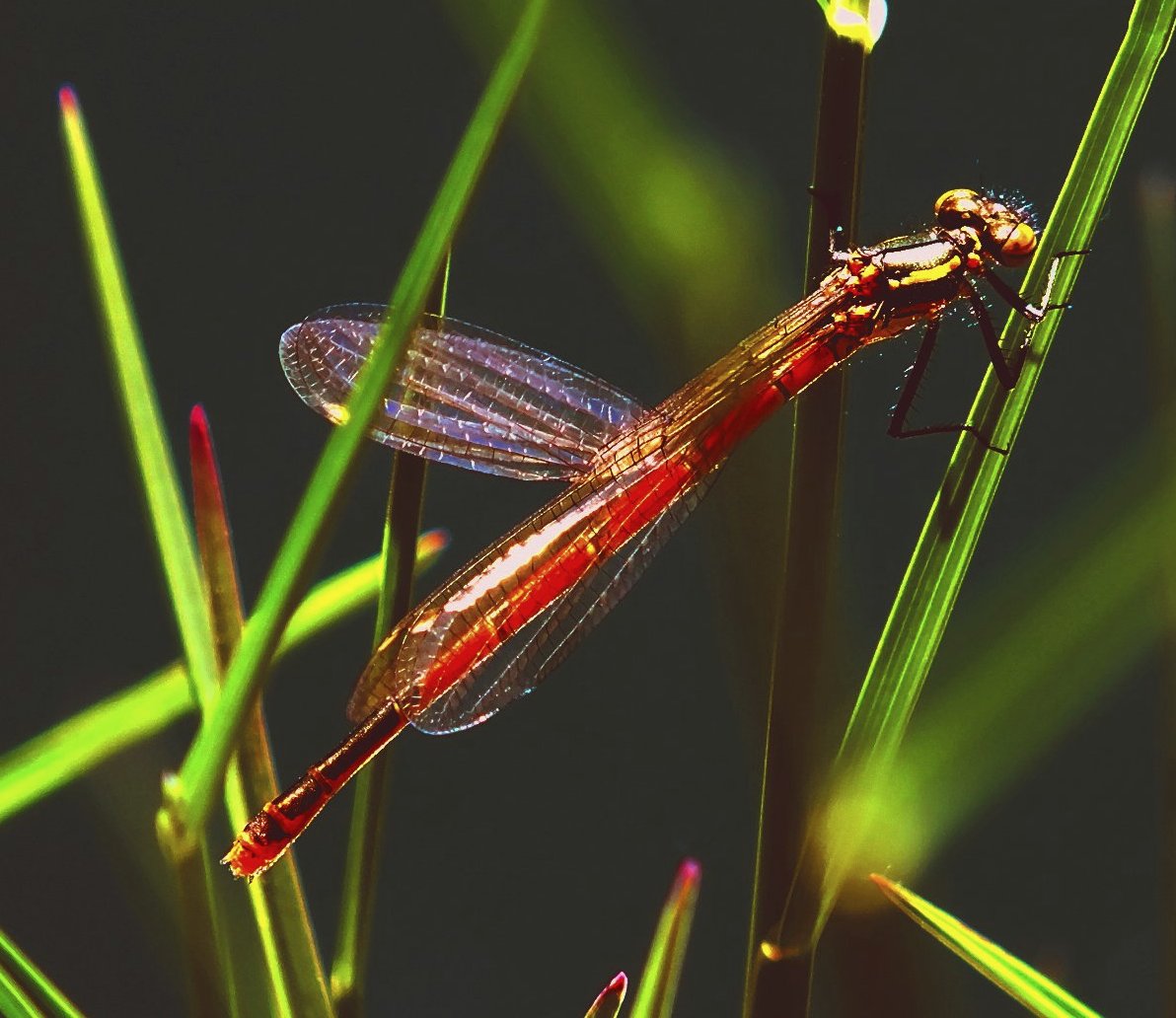 Sommer der Libellen