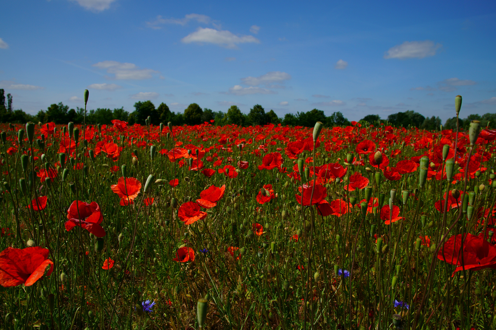 Sommer - Die Farbe Rot