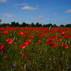 Sommer - Die Farbe Rot