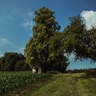 Sommer - Die Kapelle unter dem Lindenbaum