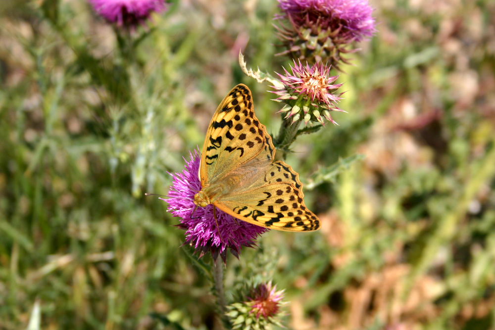 Sommer: Die Zeit der Schmetterlinge