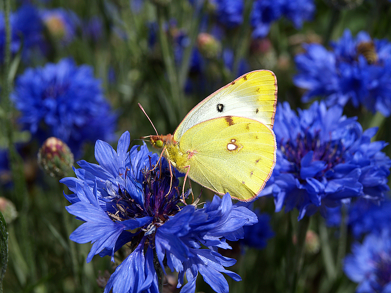 sommer-durstig