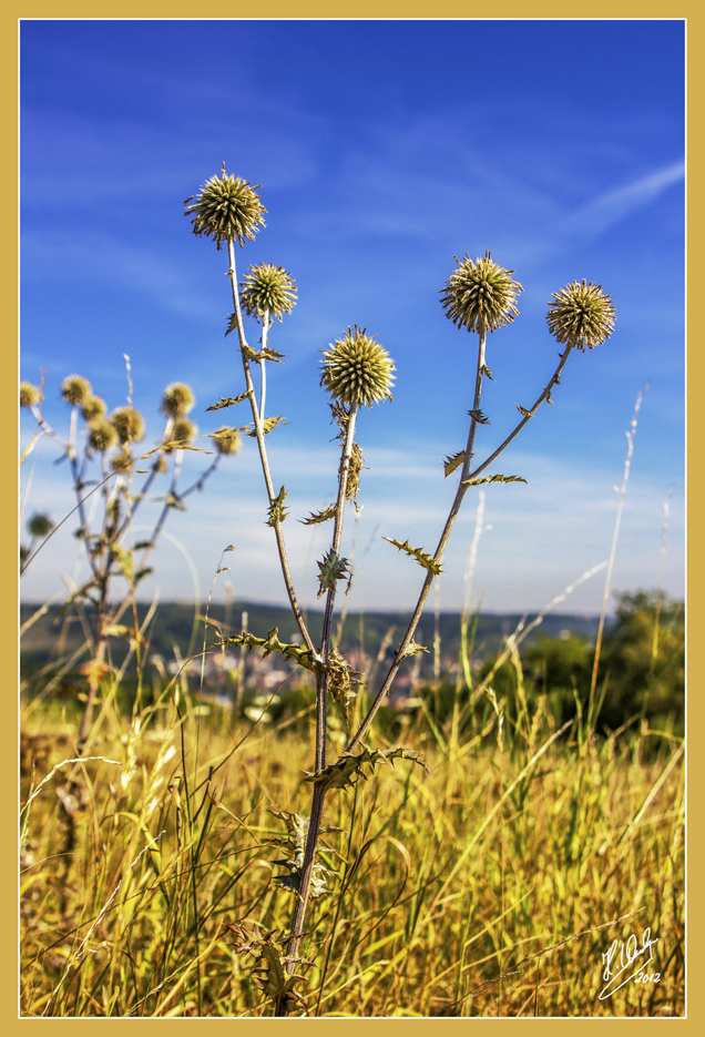 Sommer