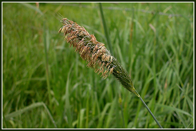 Sommer