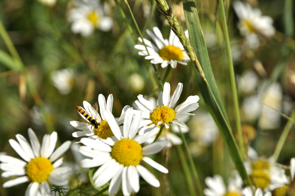 Sommer