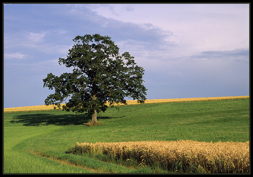 Sommer