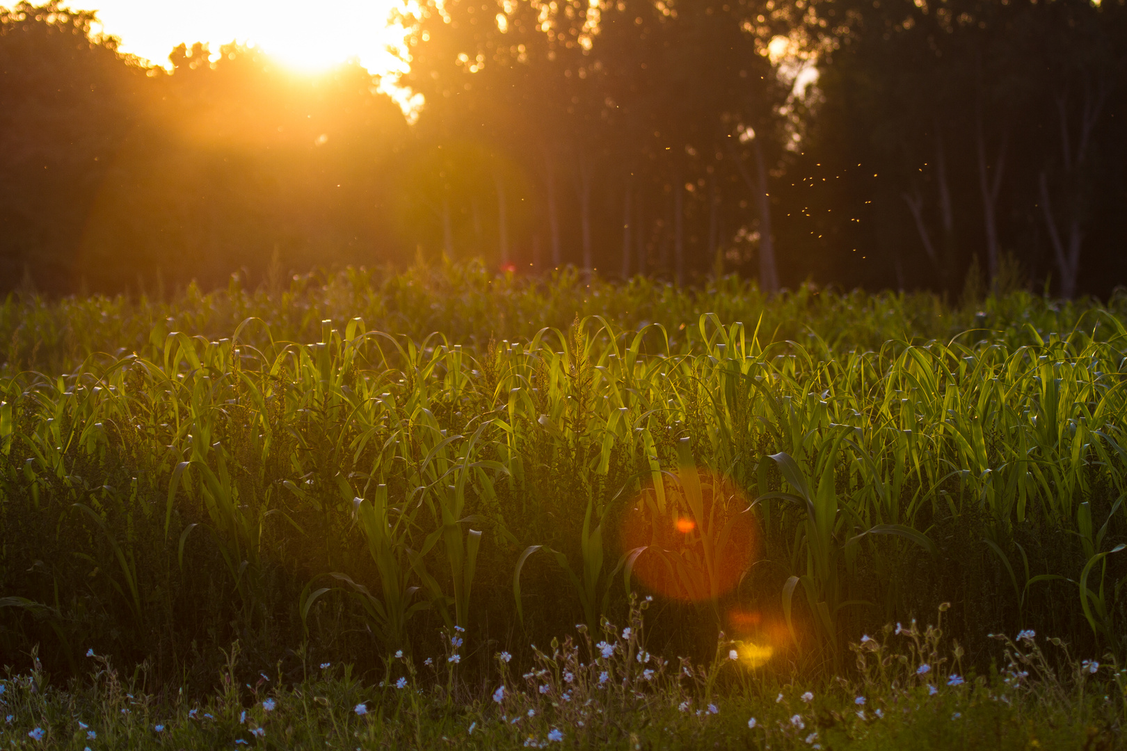 Sommer