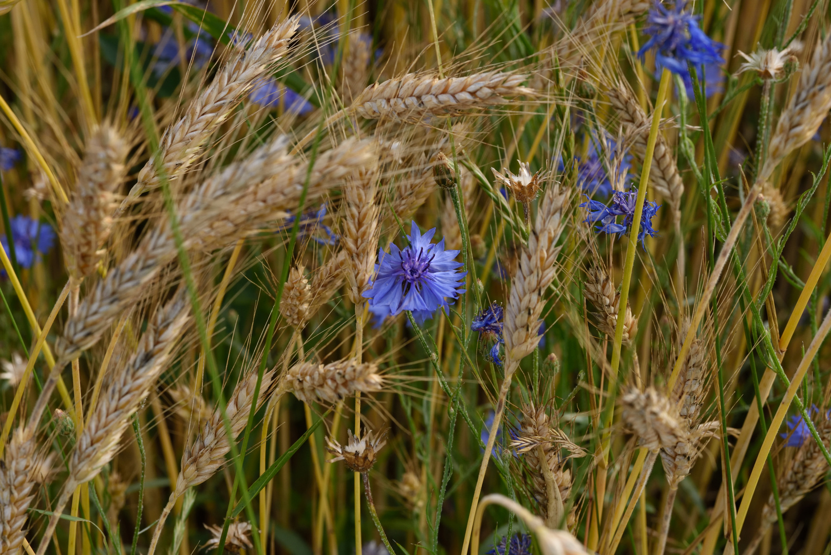 Sommer