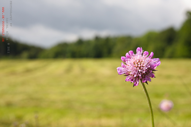 Sommer