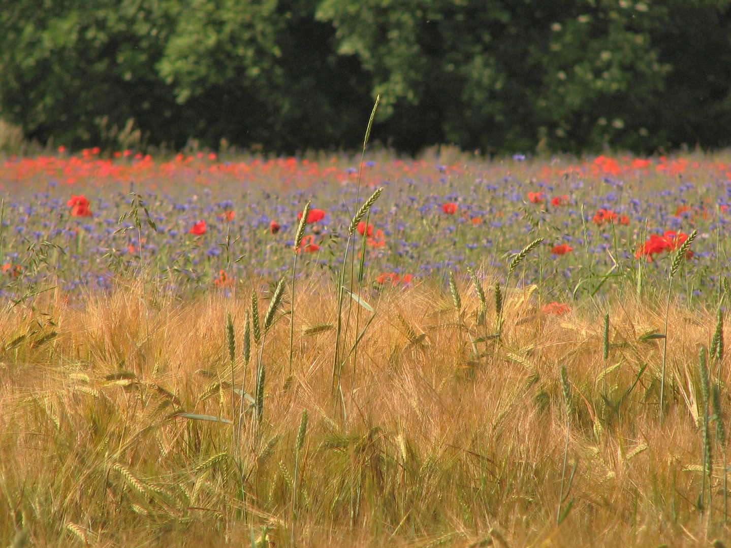 Sommer - Ein Kornfeld