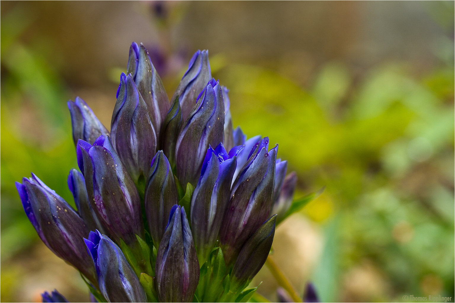 Sommer Enzian (Gentiana septemfida)