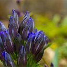 Sommer Enzian (Gentiana septemfida)