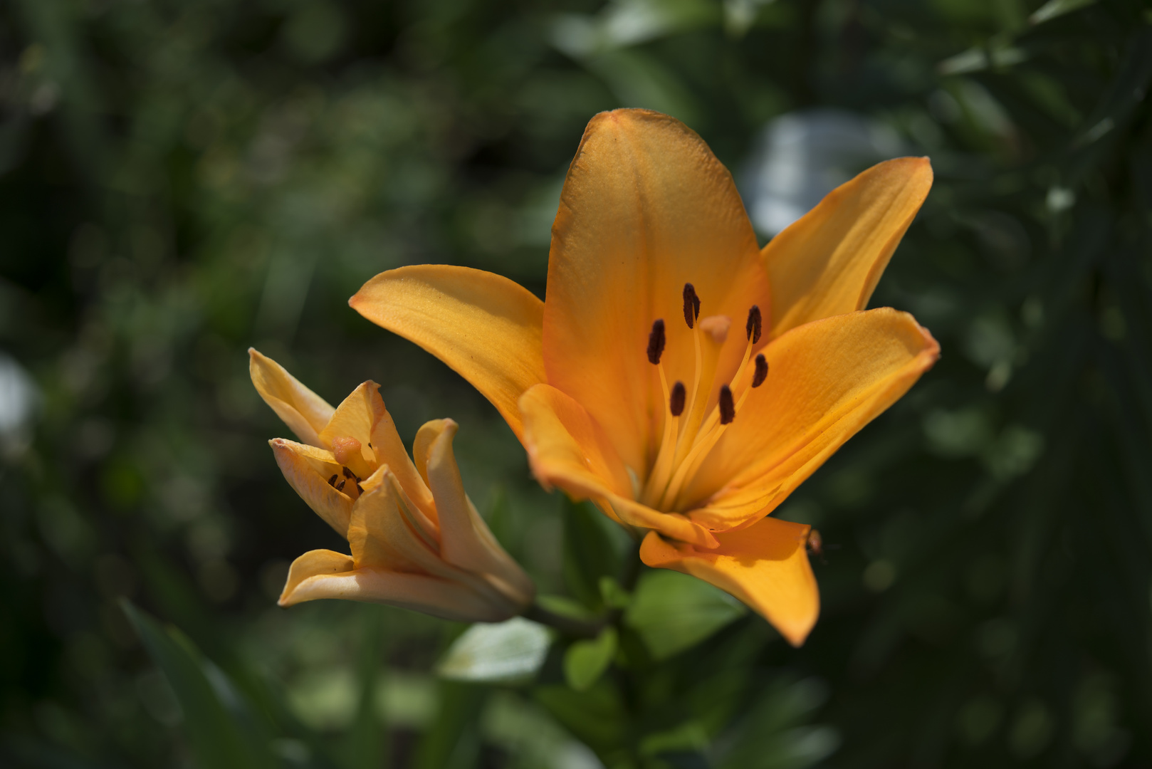 Sommer-Erfrischung