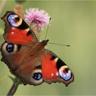 Sommer-Erinnerung