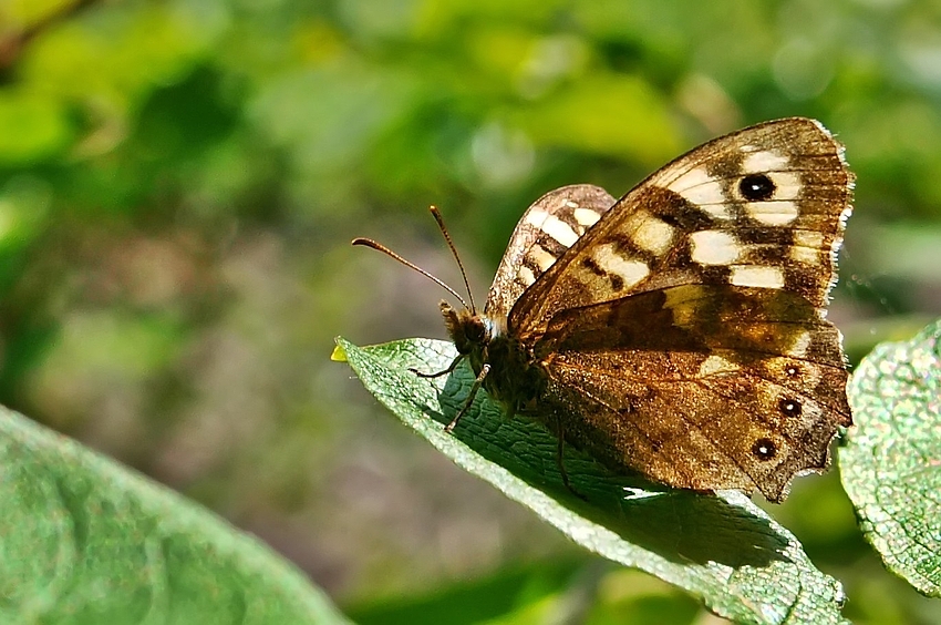 Sommer-Erinnerung