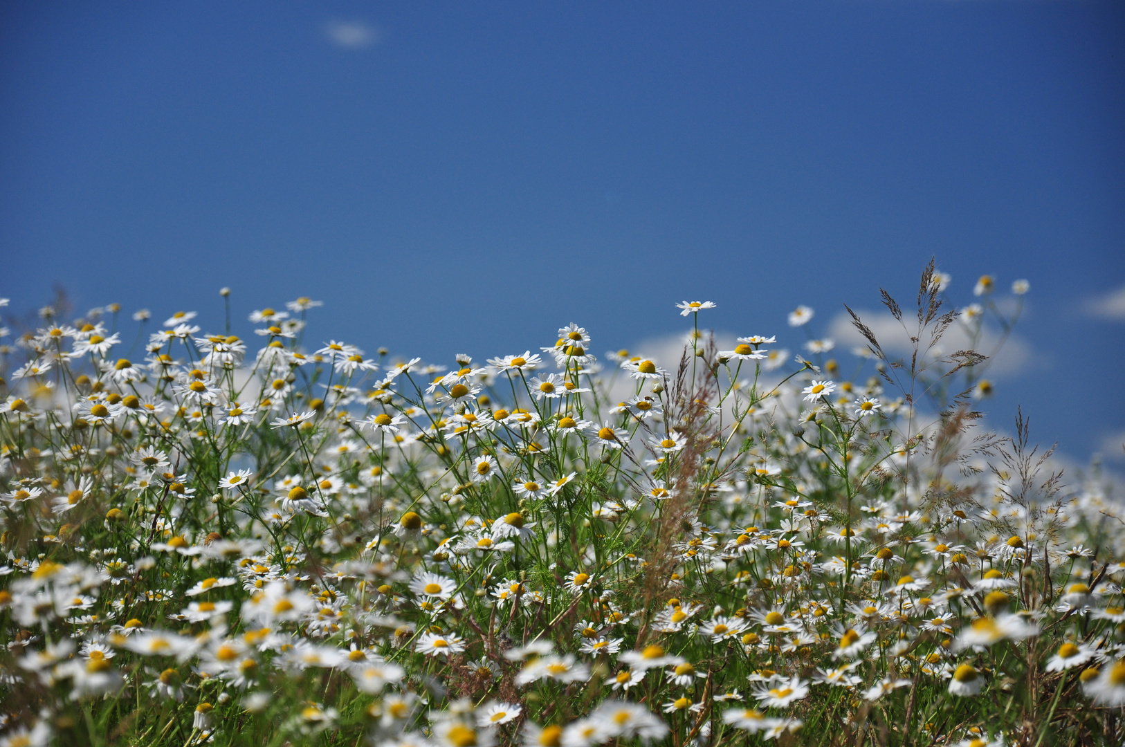 Sommer Erinnerung