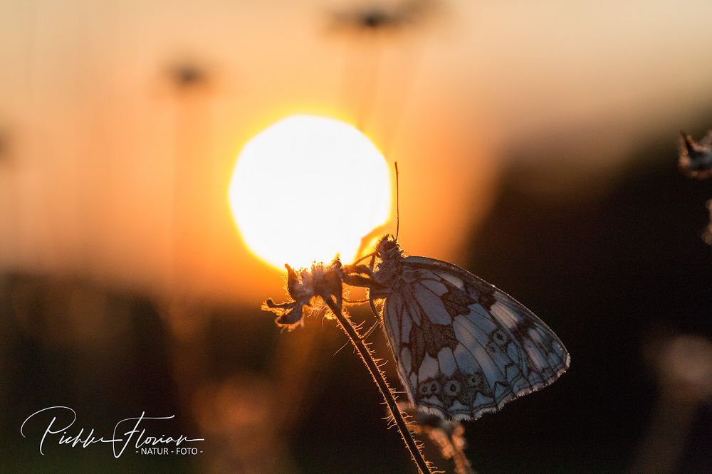 Sommer-Erinnerung(1)