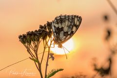 Sommer-Erinnerung(2)