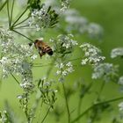 Sommer-Erinnerungen