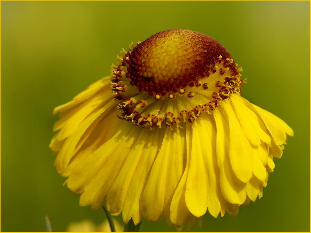 Sommer Erinnerungen.