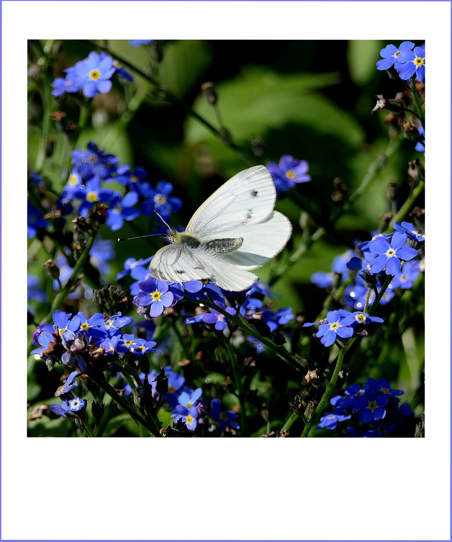 Sommer-Erinnerungen