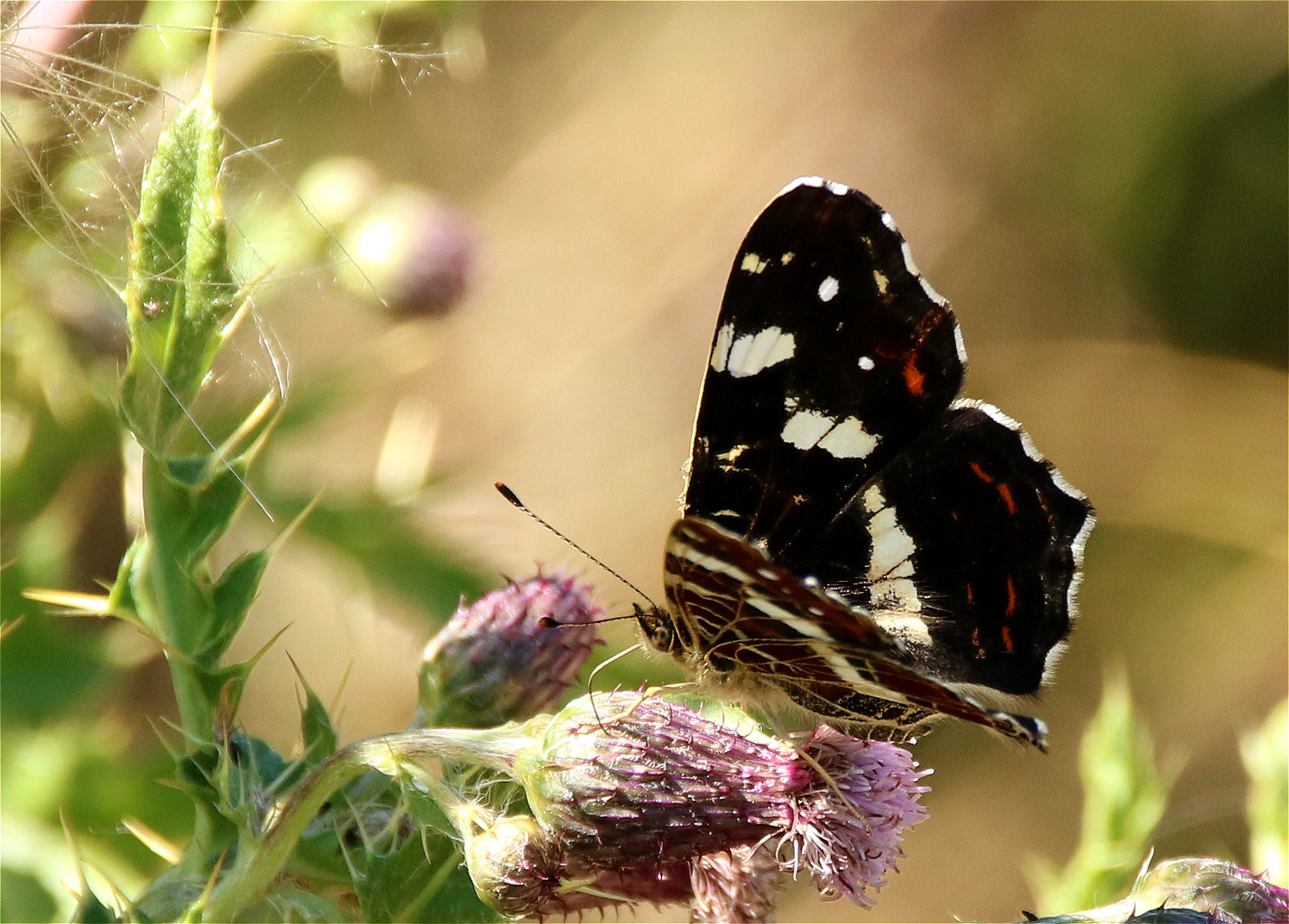 Sommer erleben