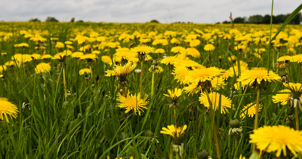 Sommer