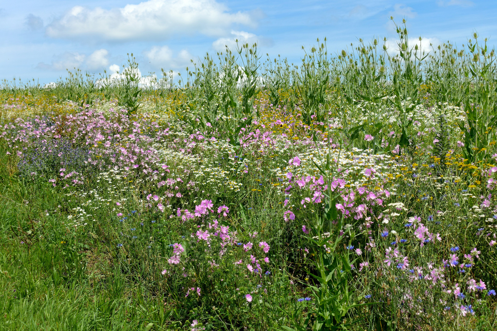 Sommer 