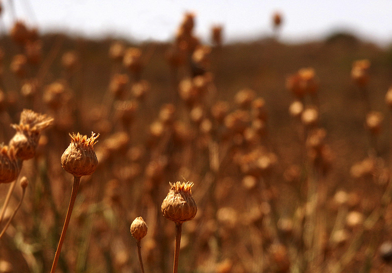 Sommer