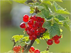 Sommer...