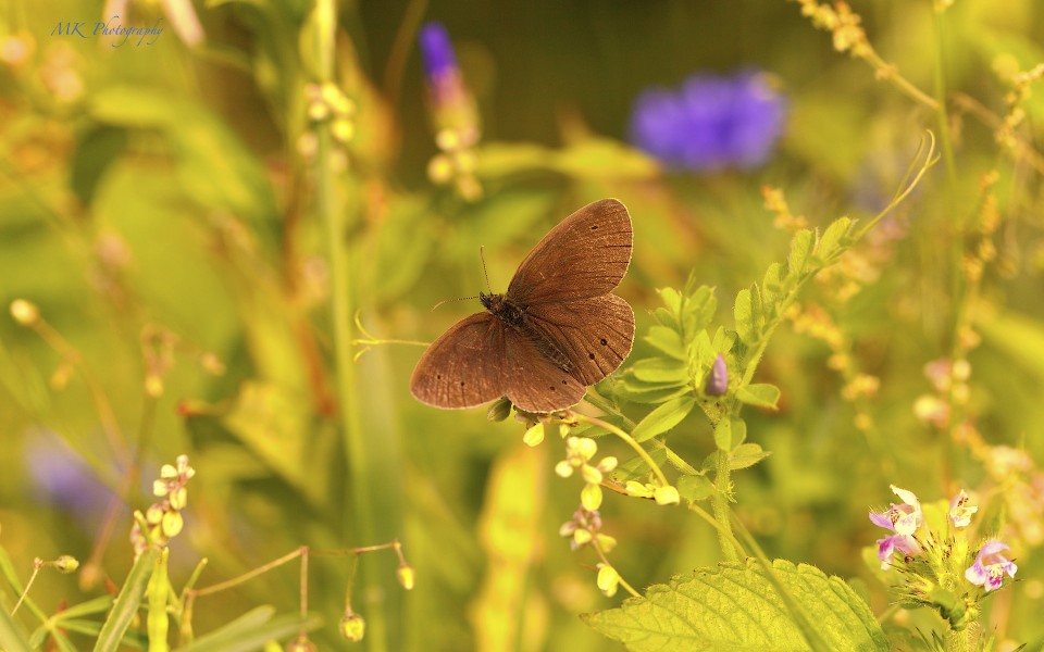 Sommer